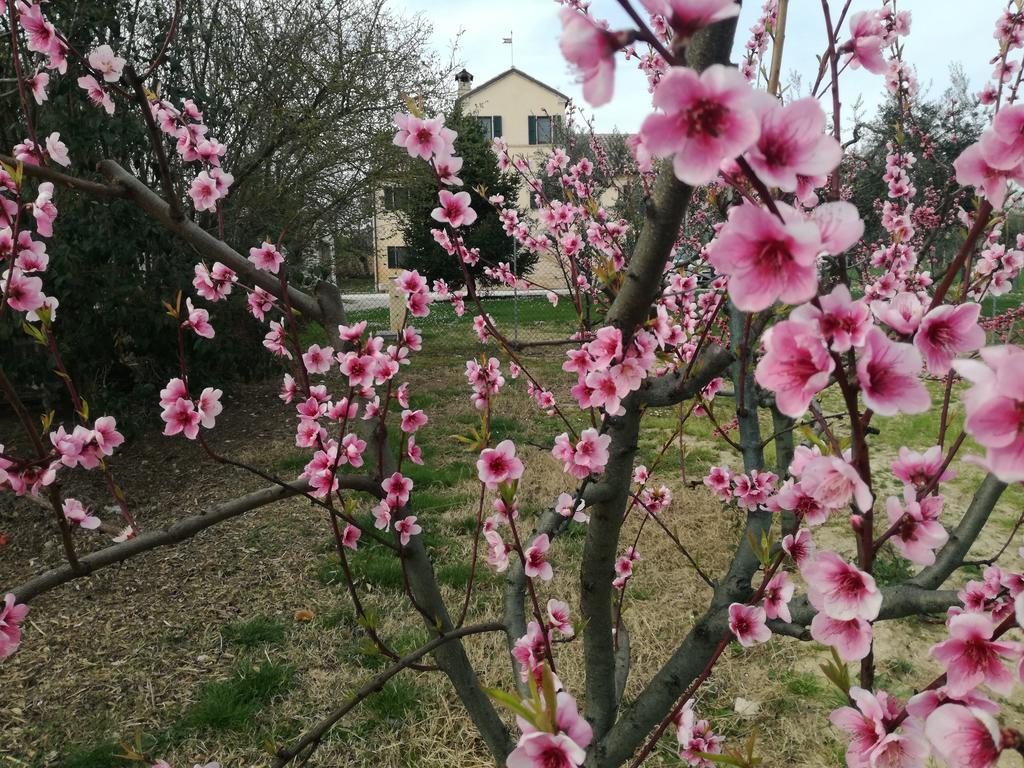 I Ciliegi Bed & Breakfast Osimo Exterior photo